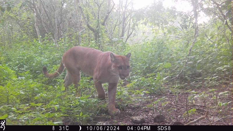 AI Detection Preview